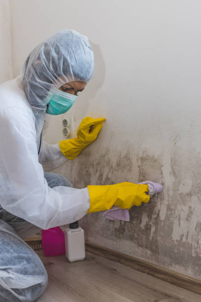 Best Crawl Space Mold Remediation  in Payson, IL